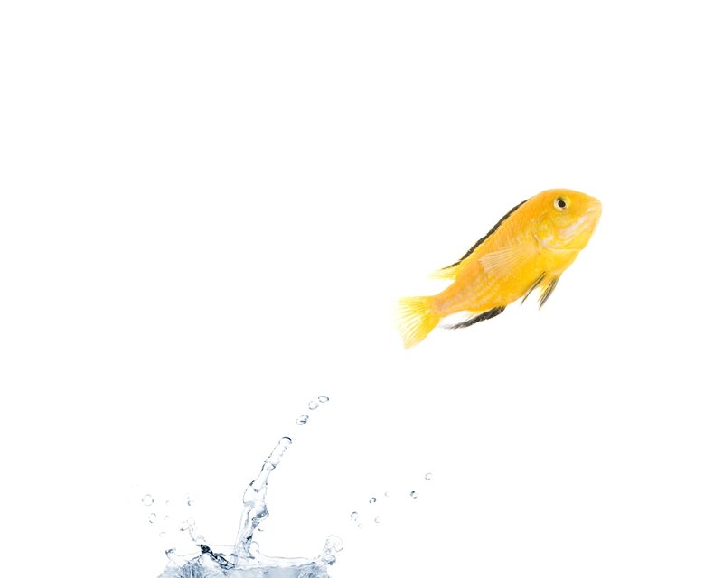 yellow fish jumping out of water