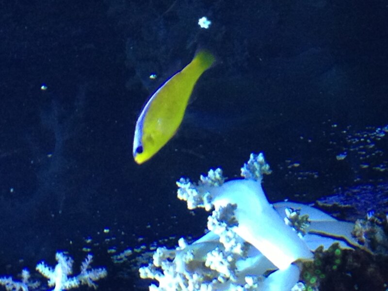Yellow Fish Near Coral — Blue