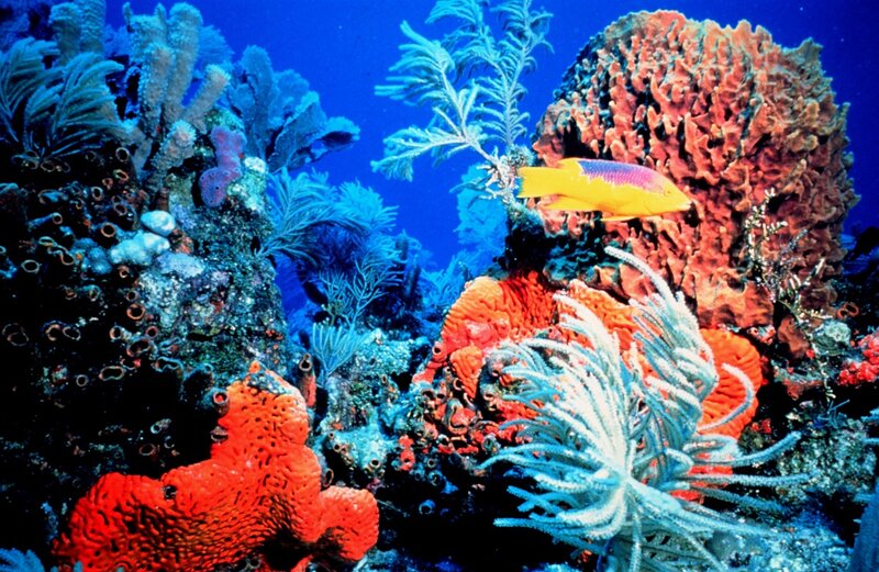 Yellow Fish Near Coral — Blue, Vibrant