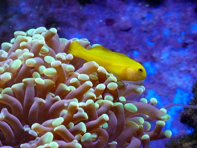Yellow Fish Near Coral — Calm