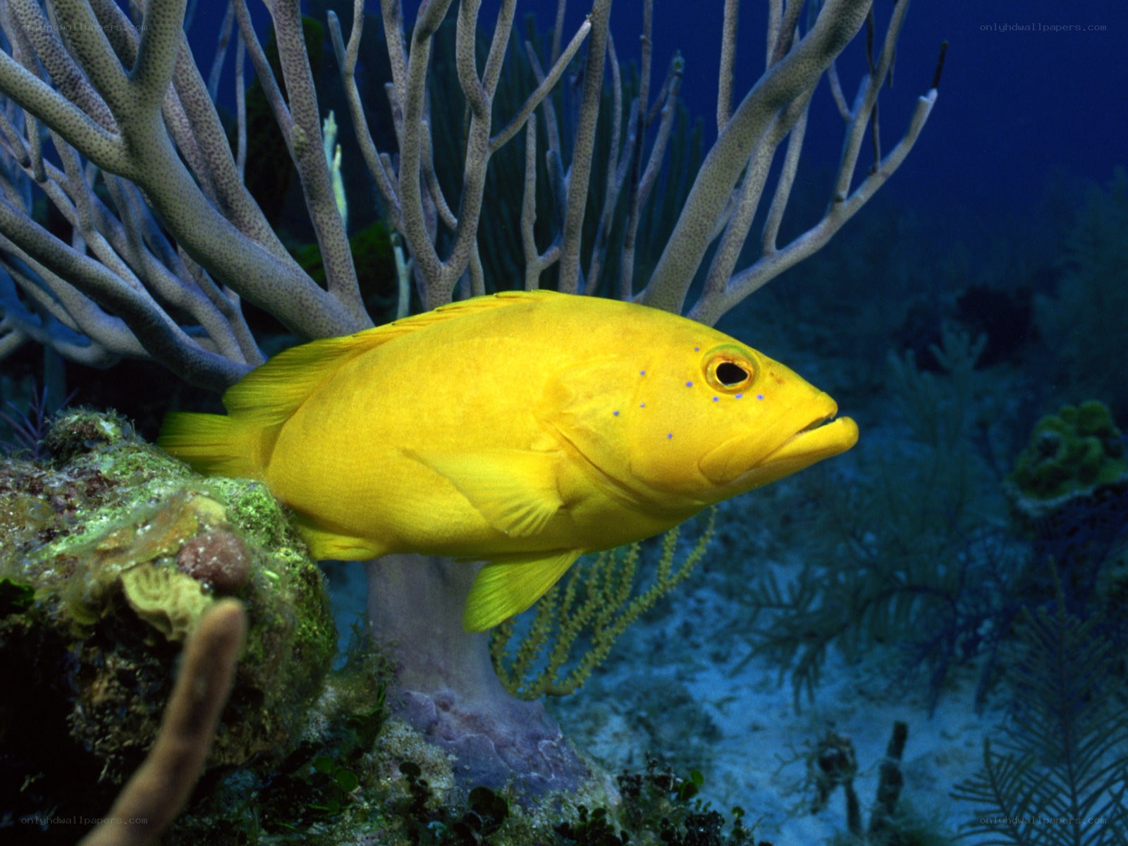 Yellow fish near coral reef