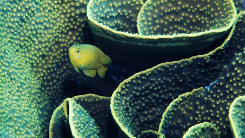 Yellow fish near coral