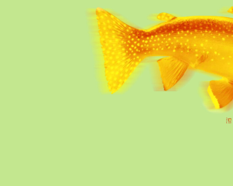 yellow fish on green background
