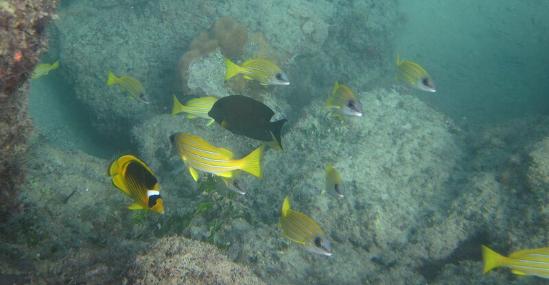 Yellow Fish School