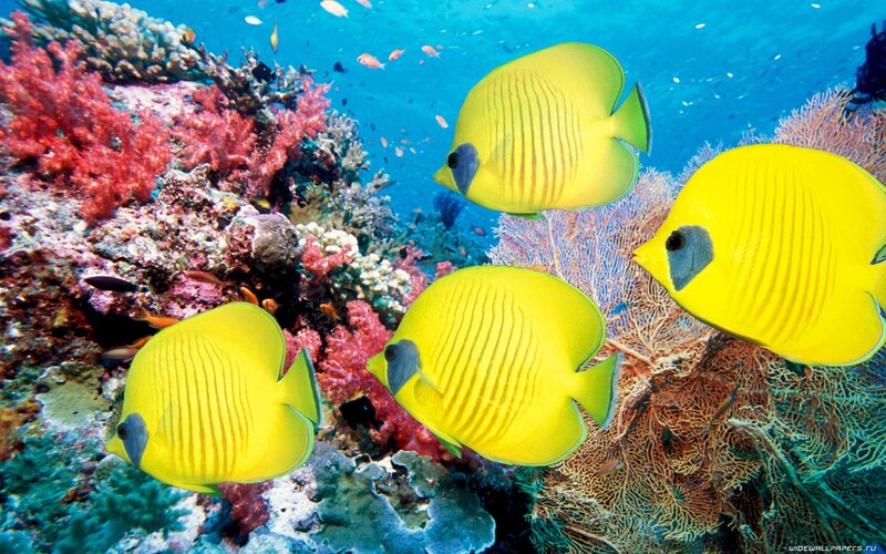 Yellow fish swim near coral reef
