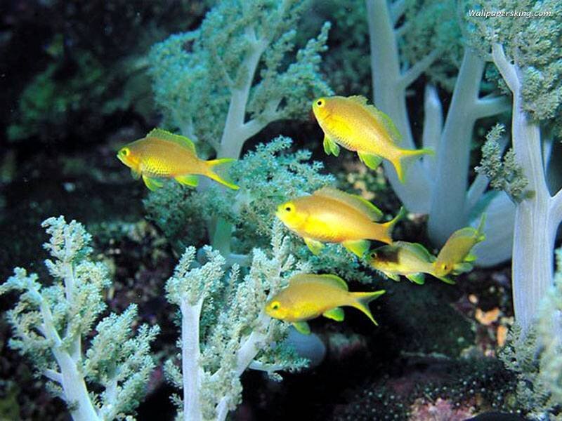 Yellow fish swim near coral