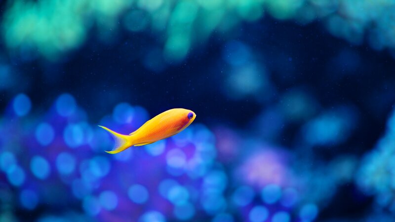 Yellow Fish Swimming — Blue, Serene, Photograph