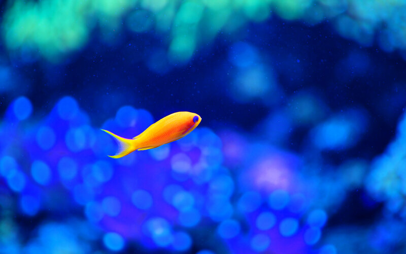 Yellow Fish Swimming — Blue, Serene