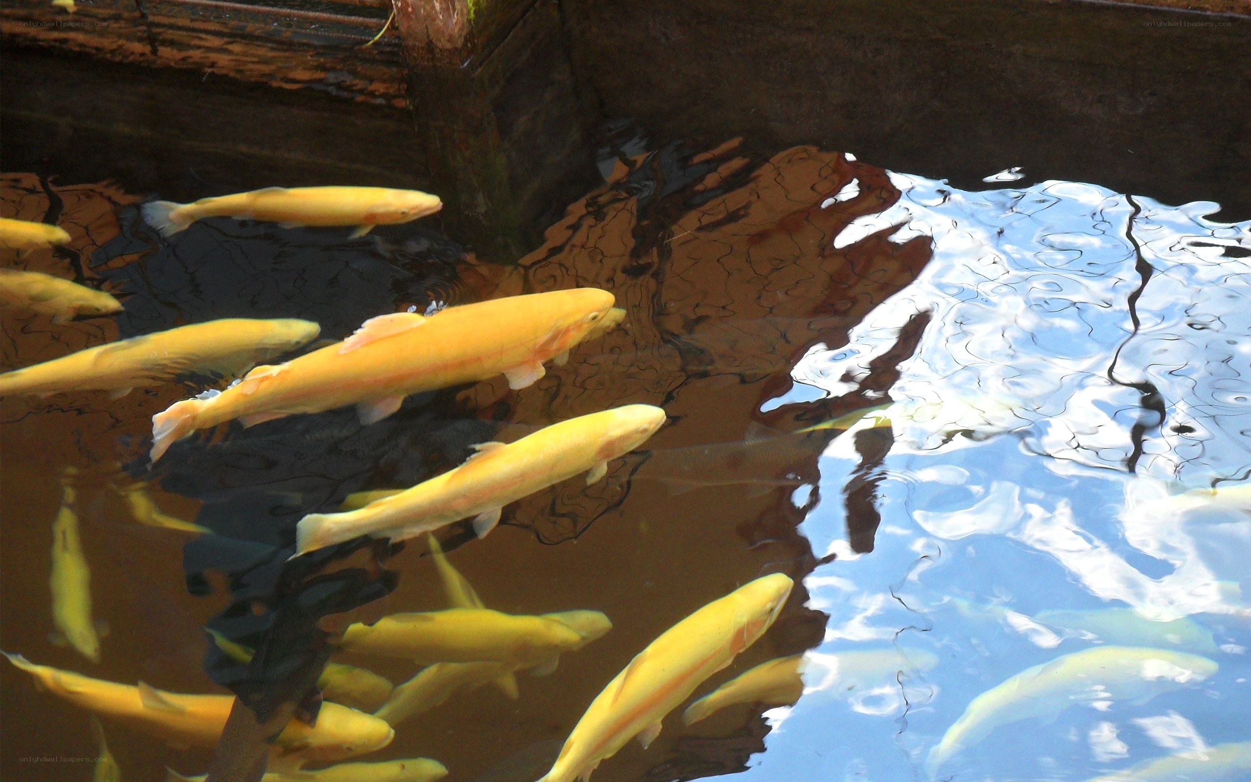 Yellow fish swimming in pond