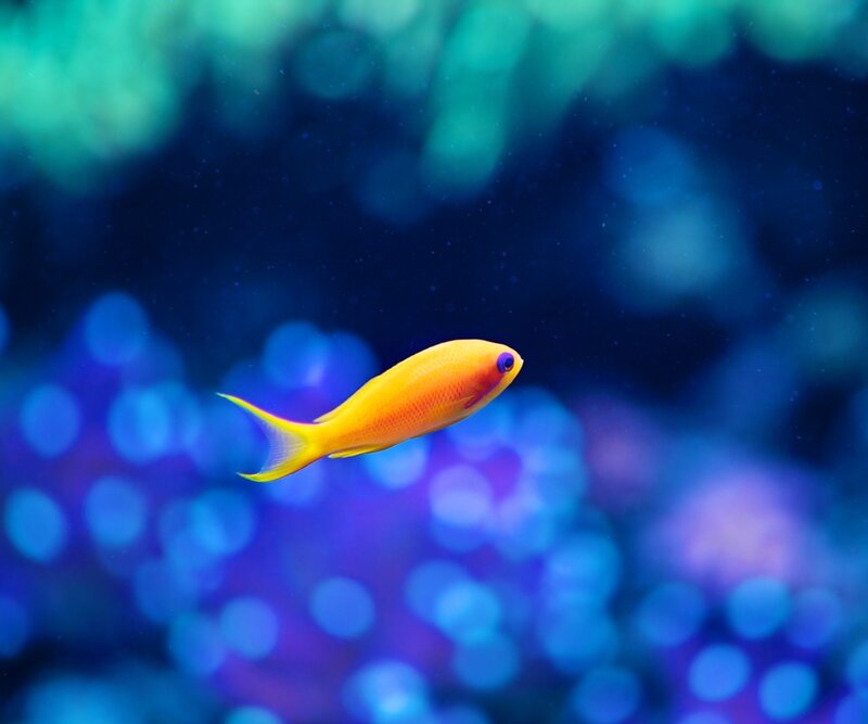 Yellow Fish Swimming — Serene, Photograph, Coral, Ocean