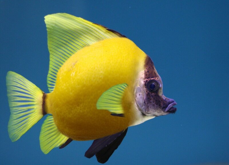 Yellow Fish with Black Face