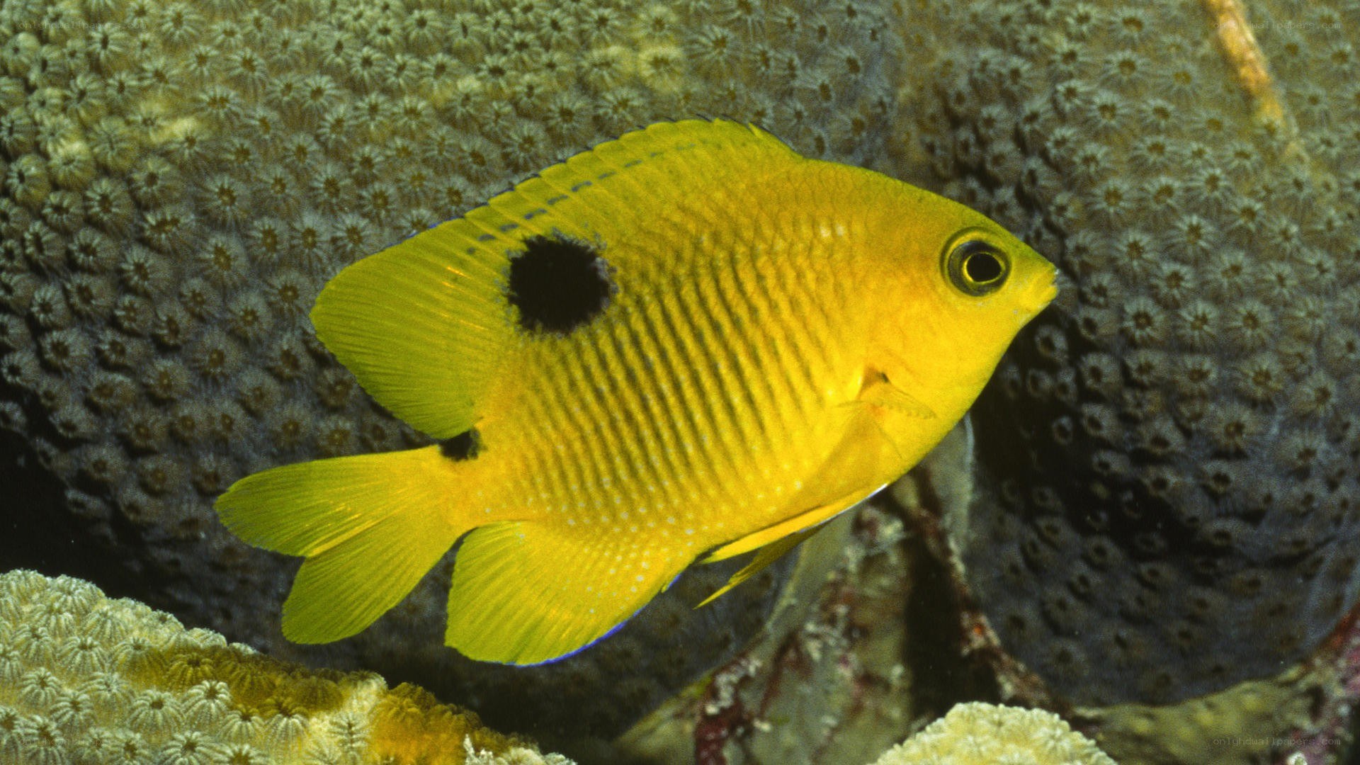yellow fish with black spot