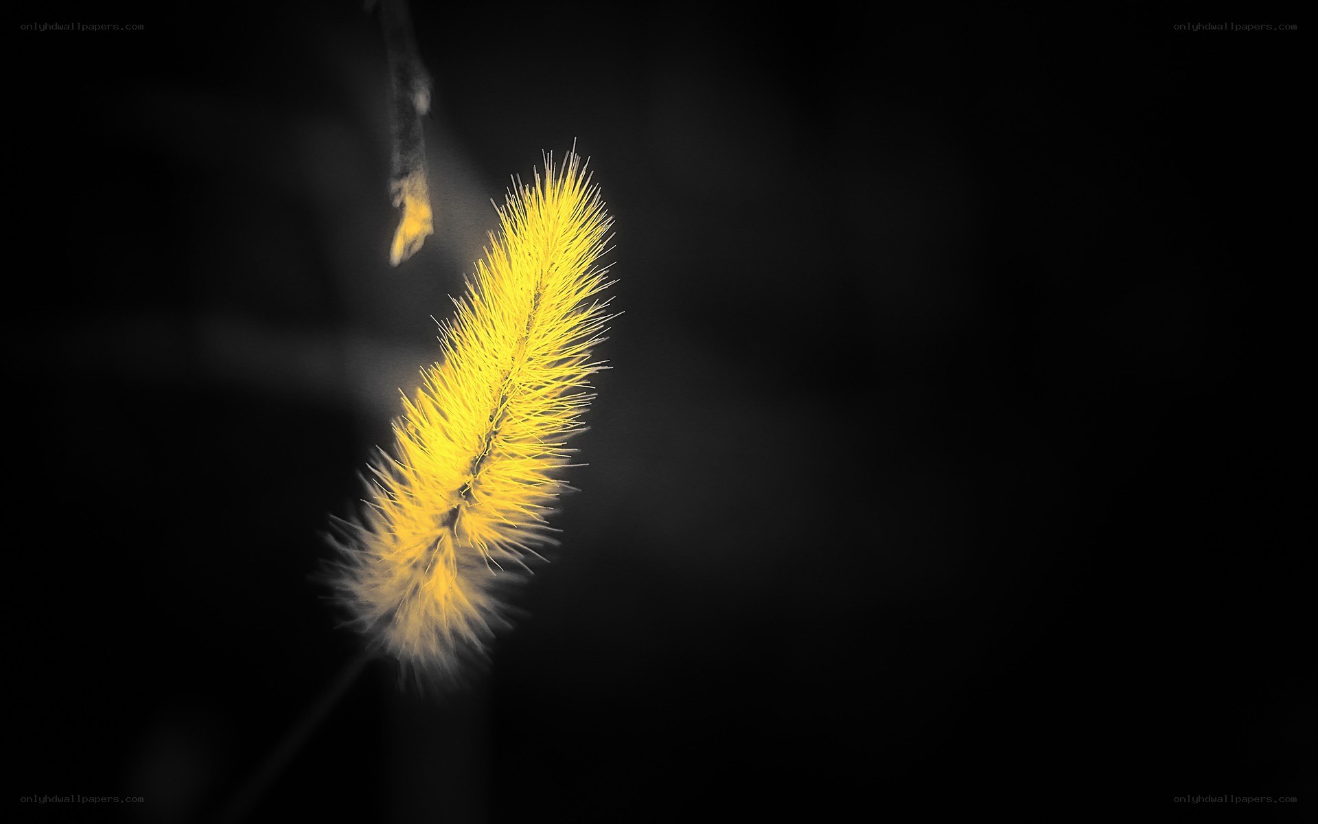 yellow flower against black background