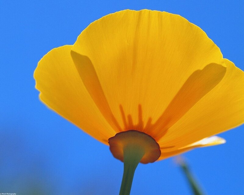 Yellow flower against blue sky