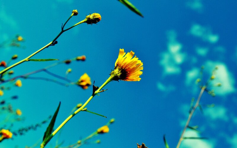 Yellow flower against blue sky