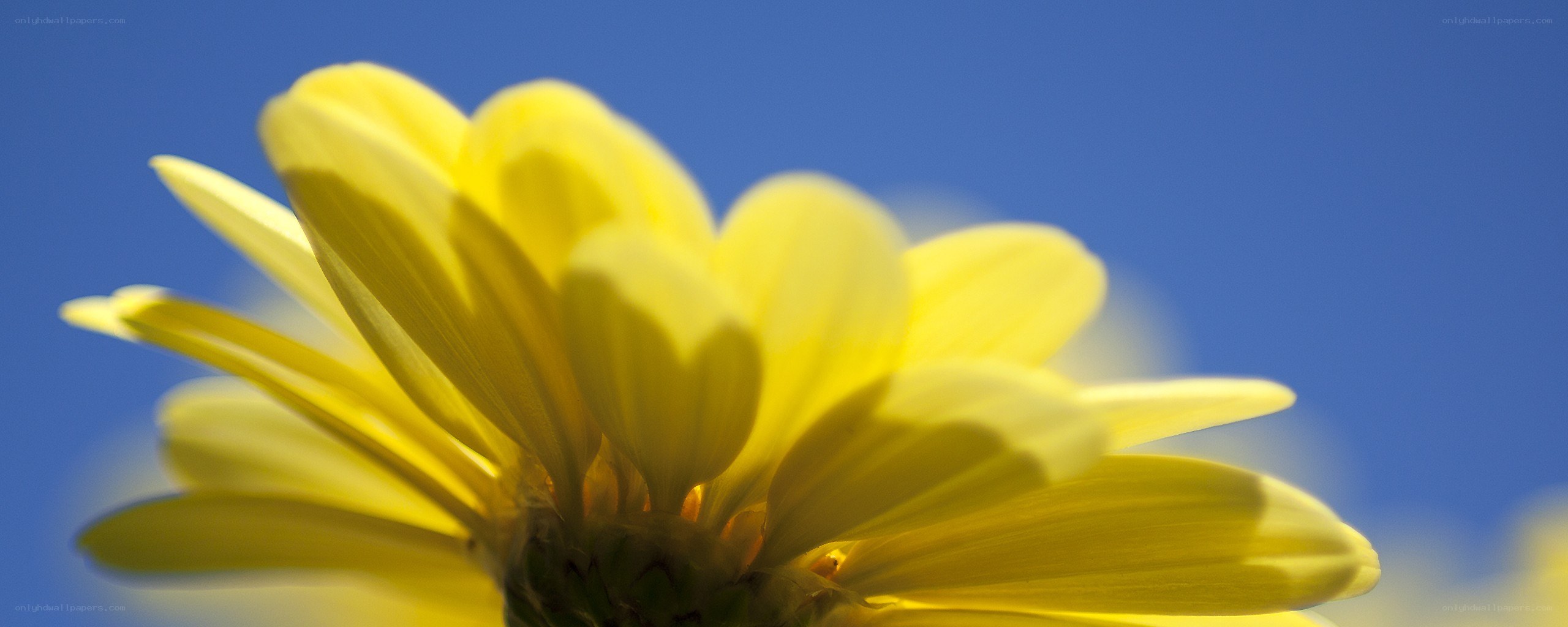 yellow flower against blue sky