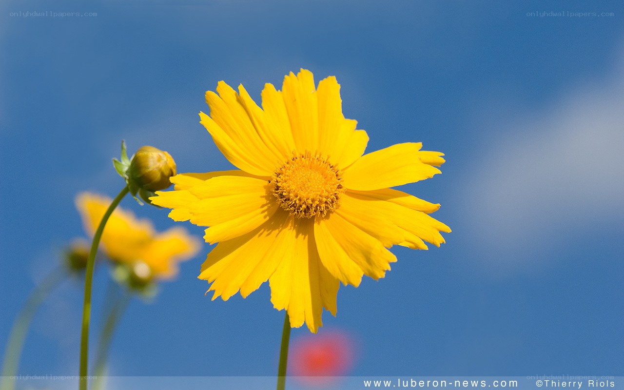 Yellow flower against blue sky