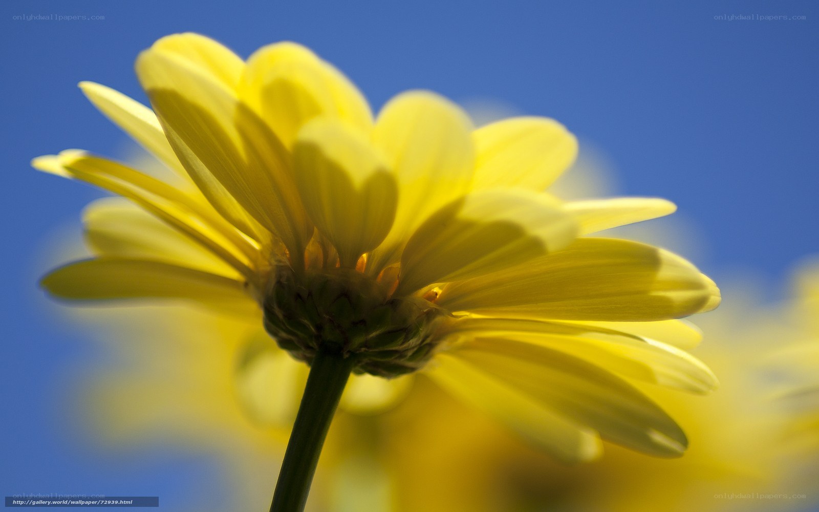 Yellow flower against blue sky