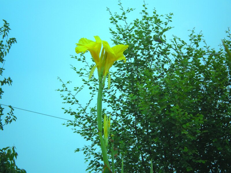 Yellow flower against blue sky