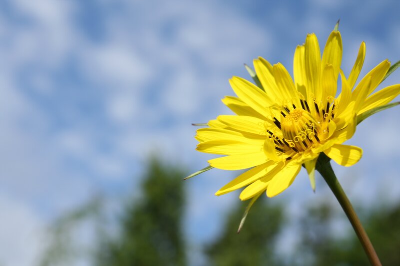 Yellow flower against blue sky