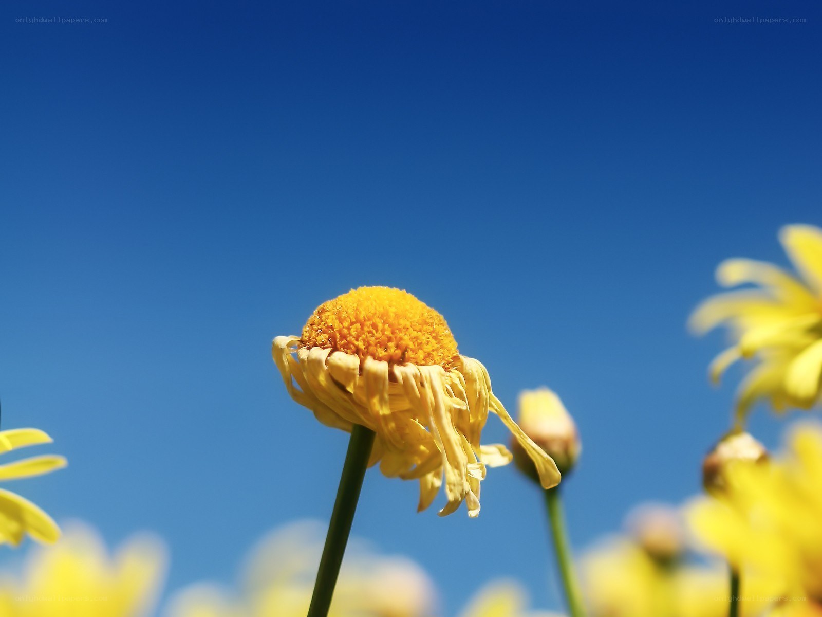 Yellow flower against blue sky