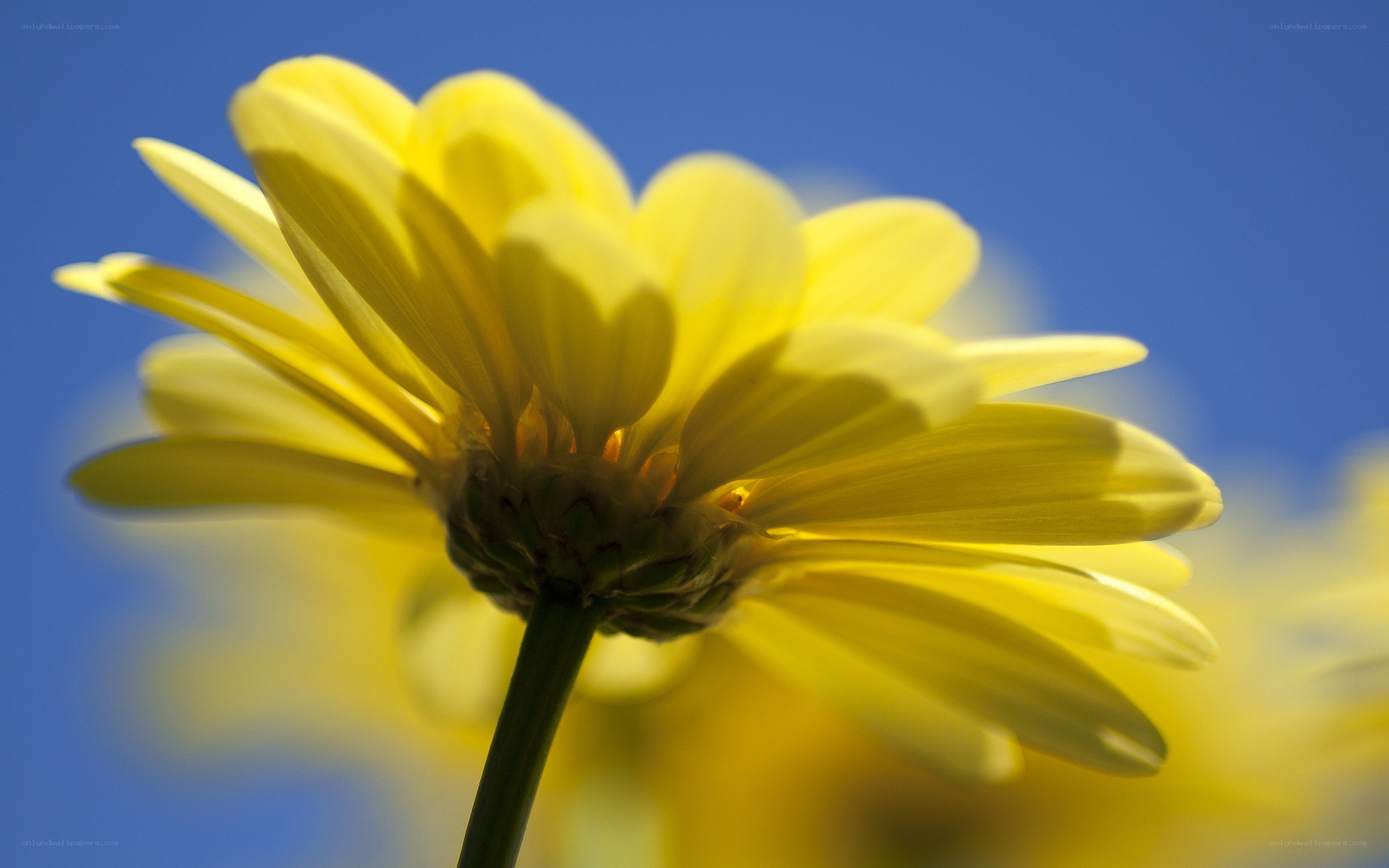 yellow flower against blue sky