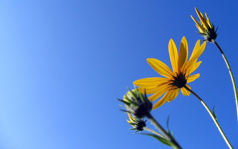 Yellow Flower Against Blue Sky — Afternoon