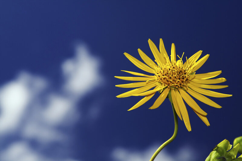 Yellow Flower Against Blue Sky — Serene, Afternoon, Photograph, Clouds, Stem