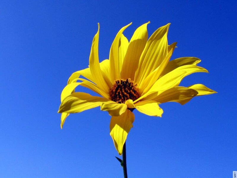 Yellow Flower Against Blue Sky — Serene, Afternoon, Photograph, Stem