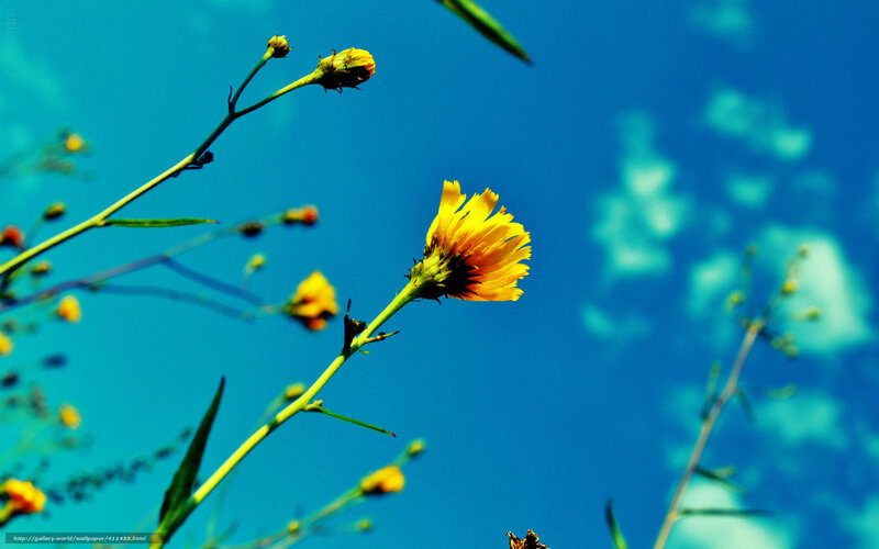 Yellow Flower Against Blue Sky — Serene, Afternoon, Photograph