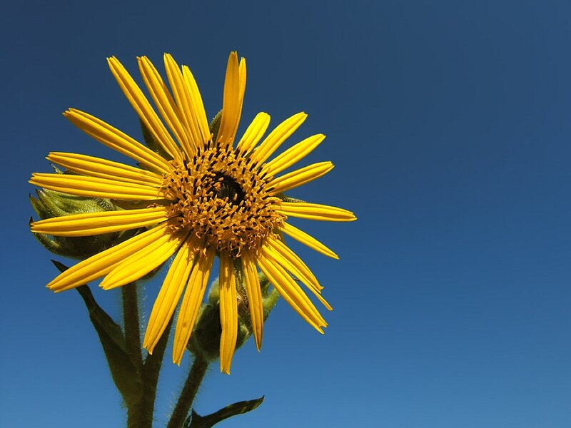 Yellow Flower Against Blue Sky — Serene