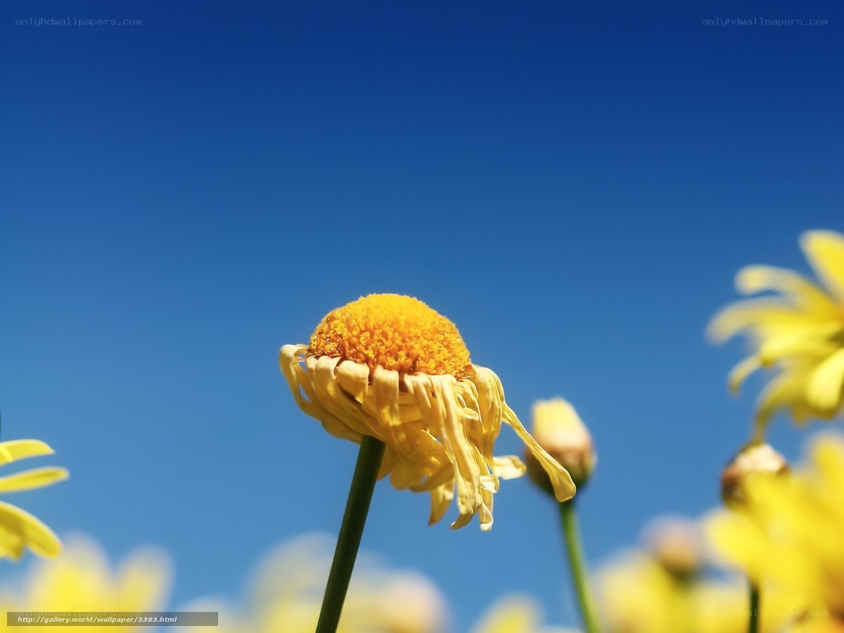 Yellow flower against blue sky