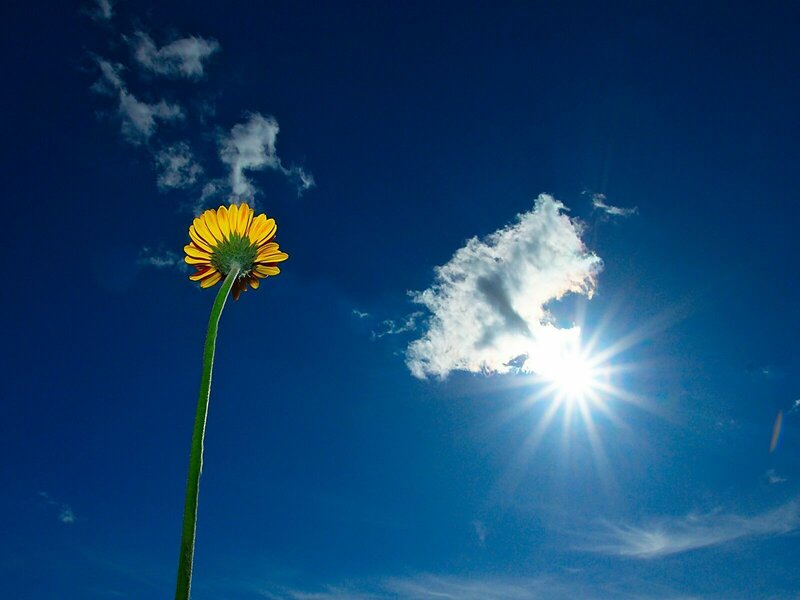 Yellow Flower Against Sky — Blue, Serene