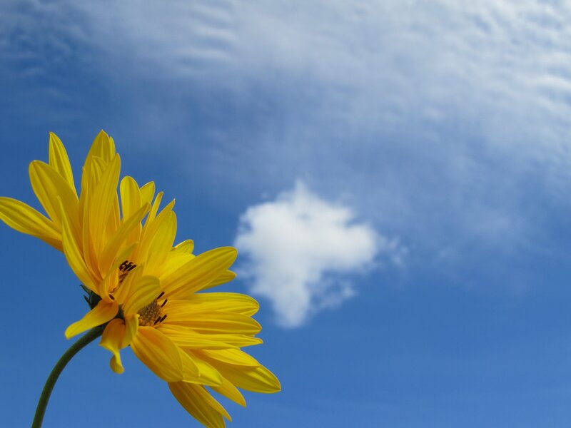 Yellow Flower Against Sky — Blue