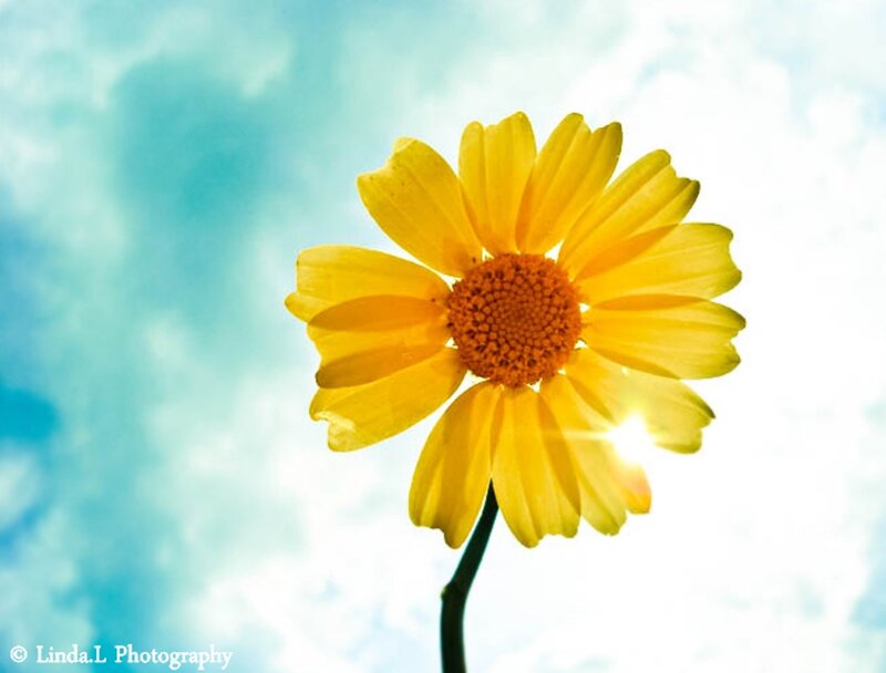 Yellow Flower Against Sky — Serene, Afternoon