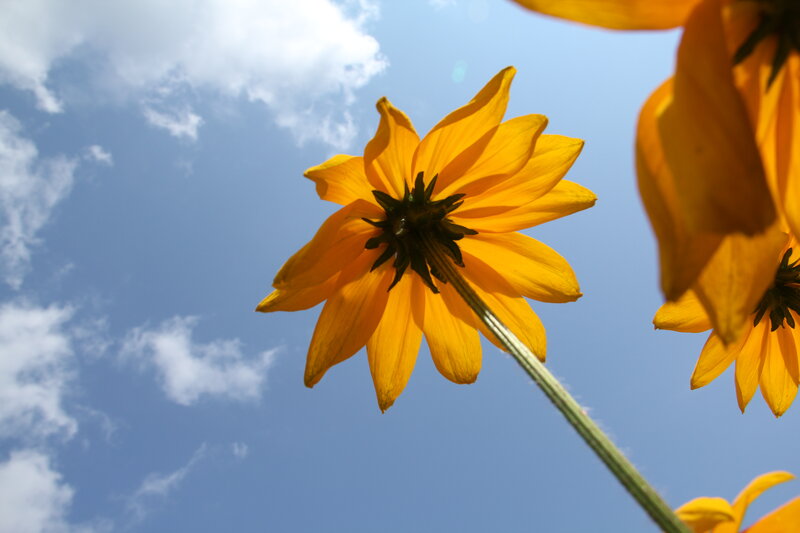 Yellow Flower Against Sky — Serene