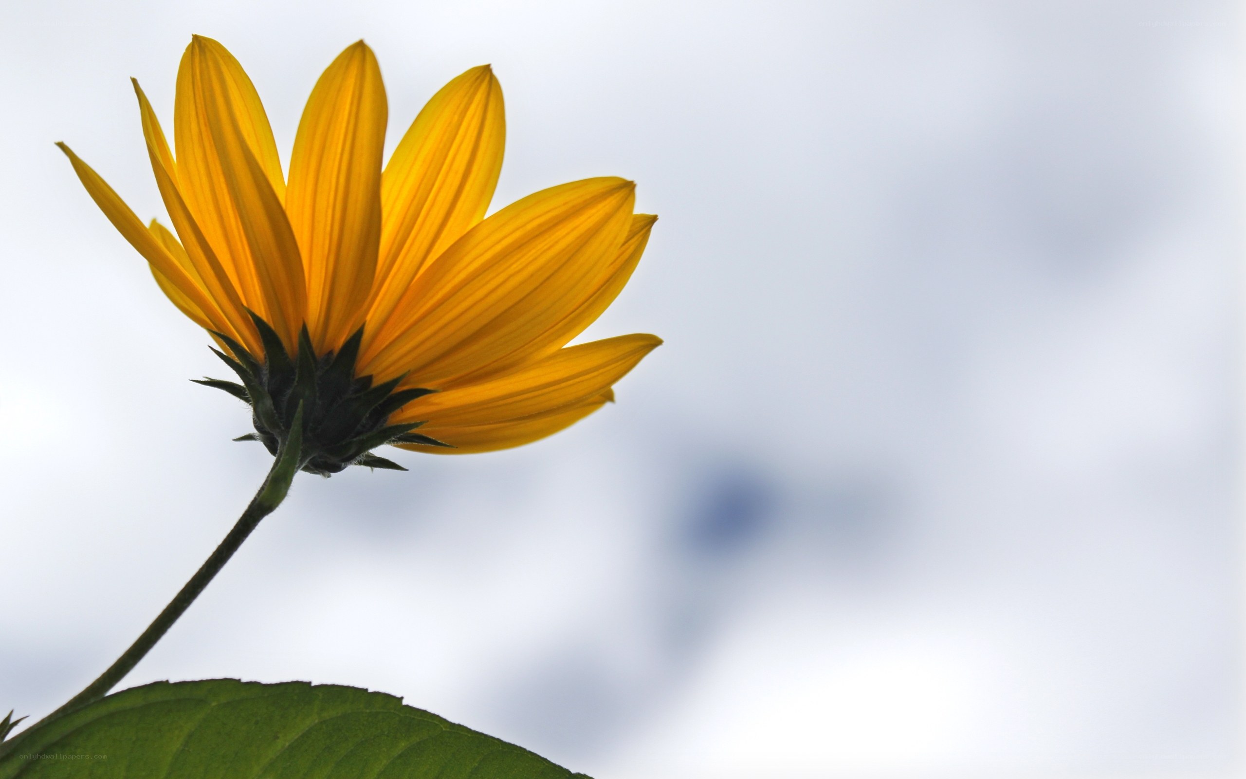 Yellow flower against sky