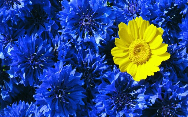 Yellow Flower Among Blue