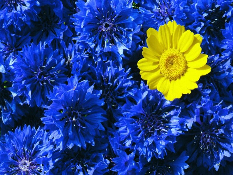 Yellow Flower Among Blue — Vibrant, Afternoon