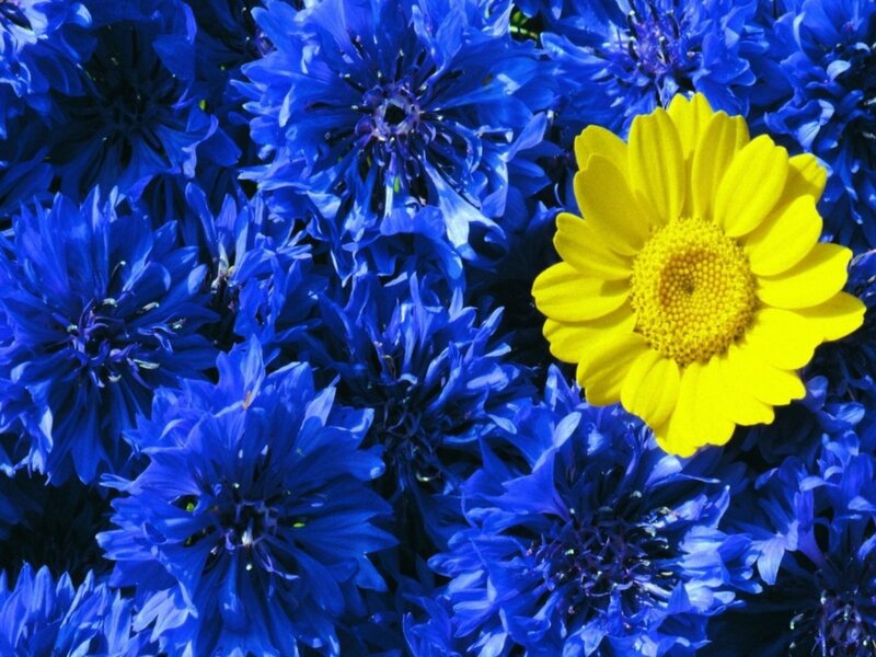 Yellow Flower Among Blue — Vibrant, Photograph