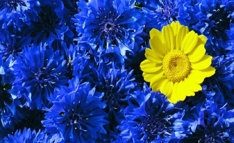 Yellow Flower Among Blue — Vibrant
