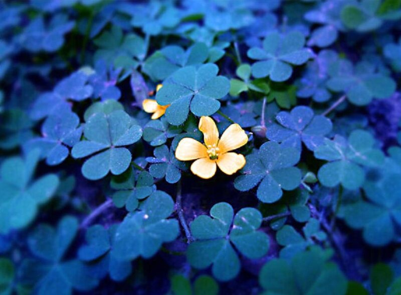 Yellow Flower Among Clovers