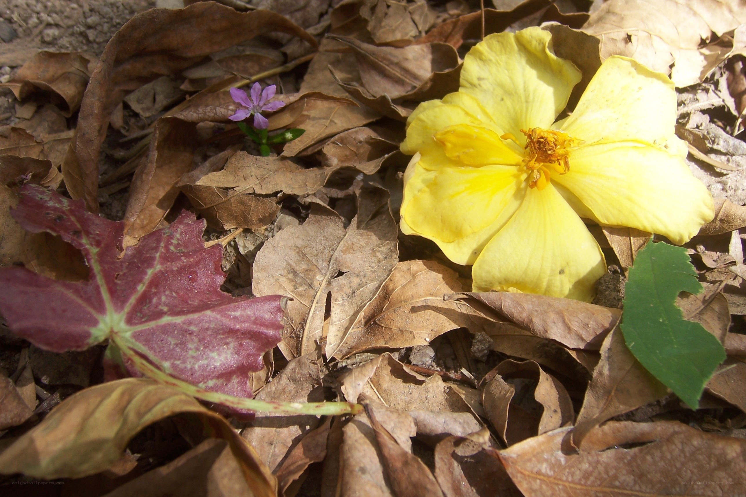 Yellow flower among fallen leaves