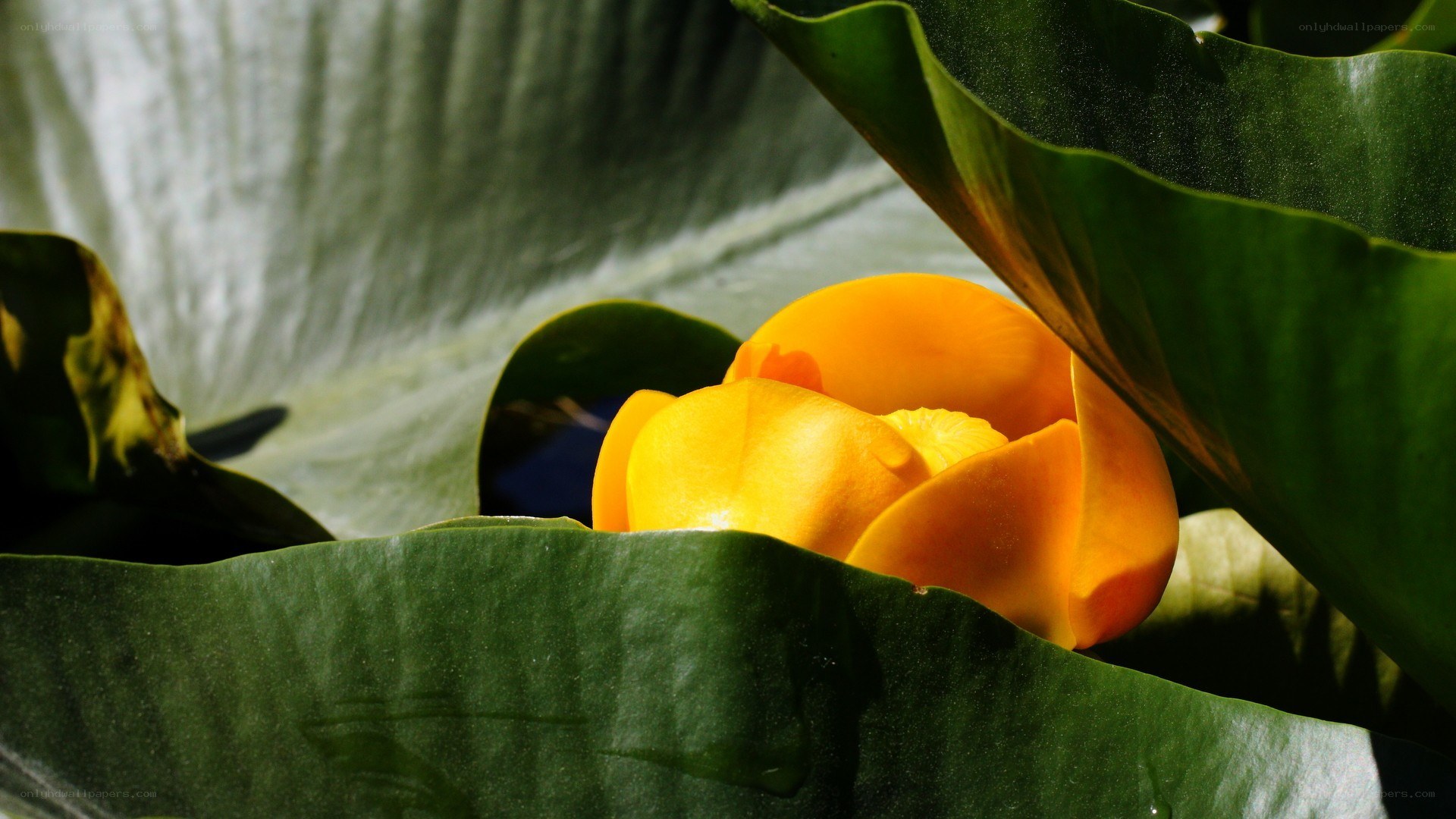 Yellow flower among green leaves
