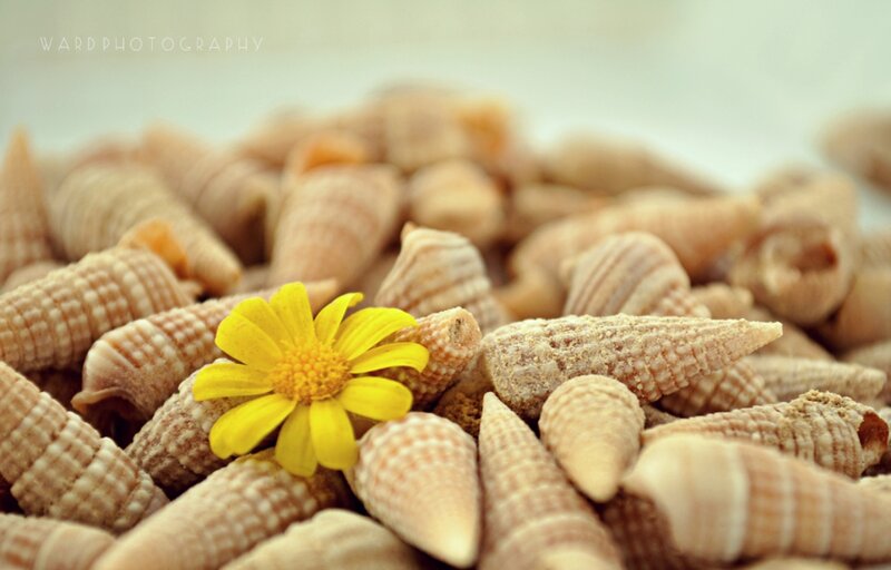 Yellow Flower Among Shells