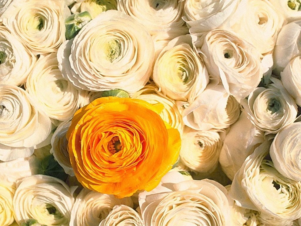 yellow flower among white ranunculus