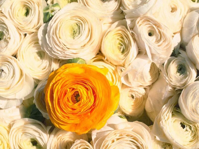 yellow flower among white roses