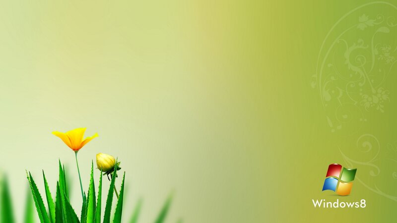 Yellow Flower and Aloe Plant