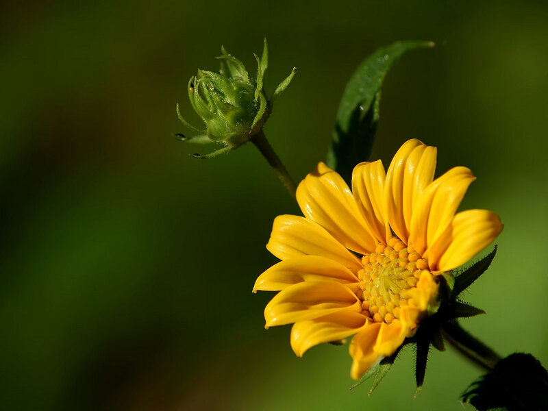 Yellow Flower and Bud — Natural