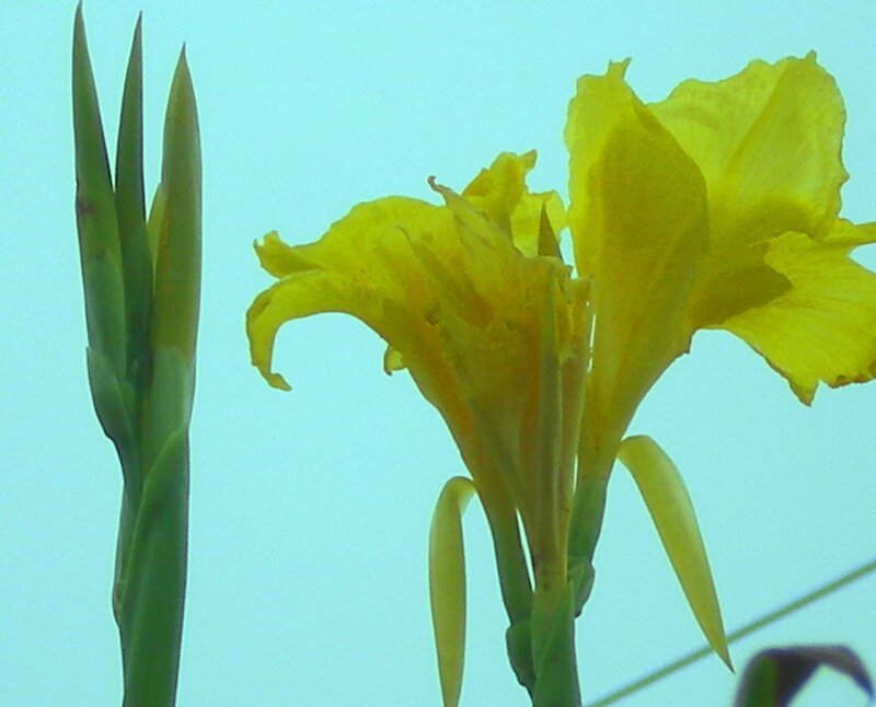 Yellow flower and bud